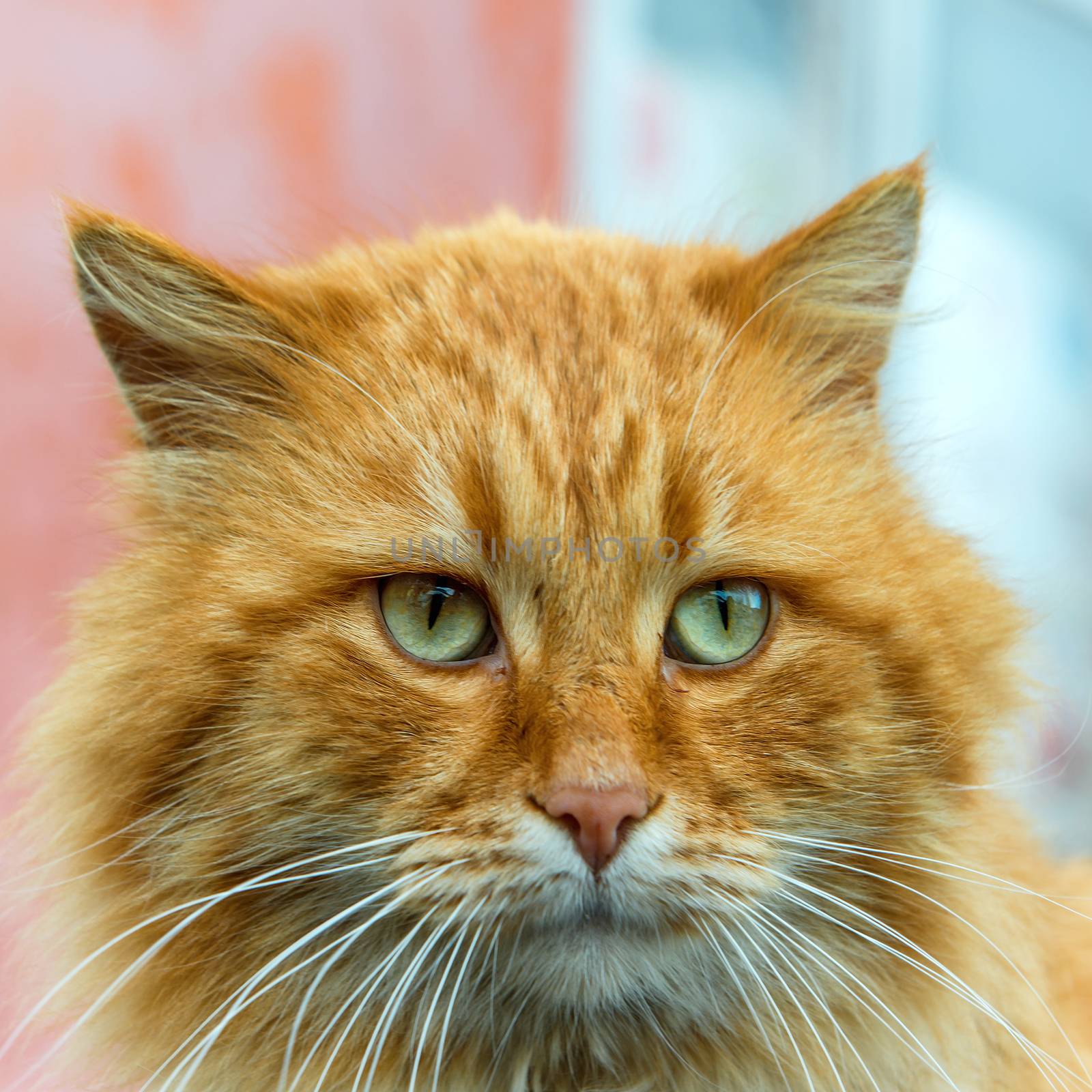 Red cat with green eyes by vapi