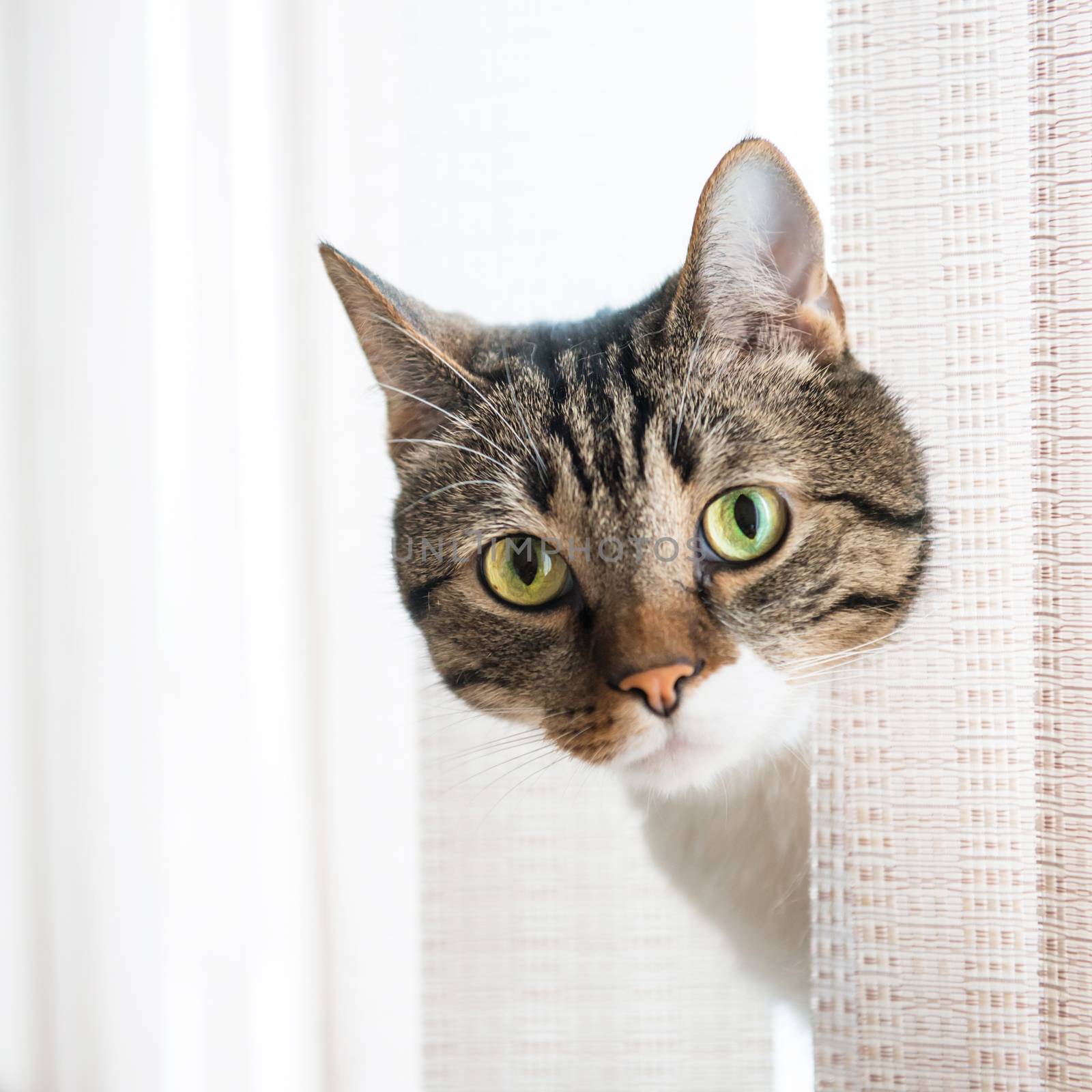 Little gray striped and curiously looking cat isolated on white background