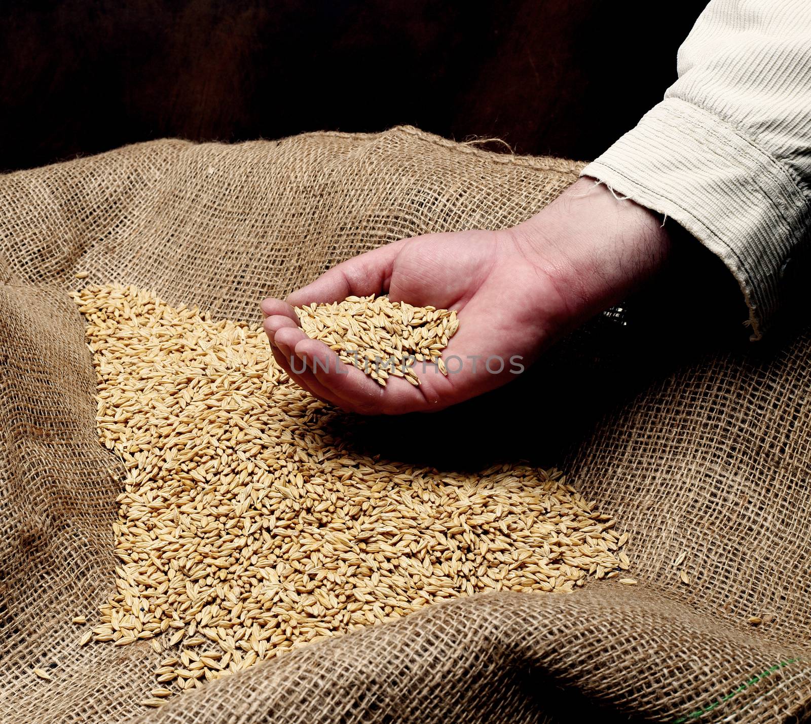  wheat sowing seed in man's hand