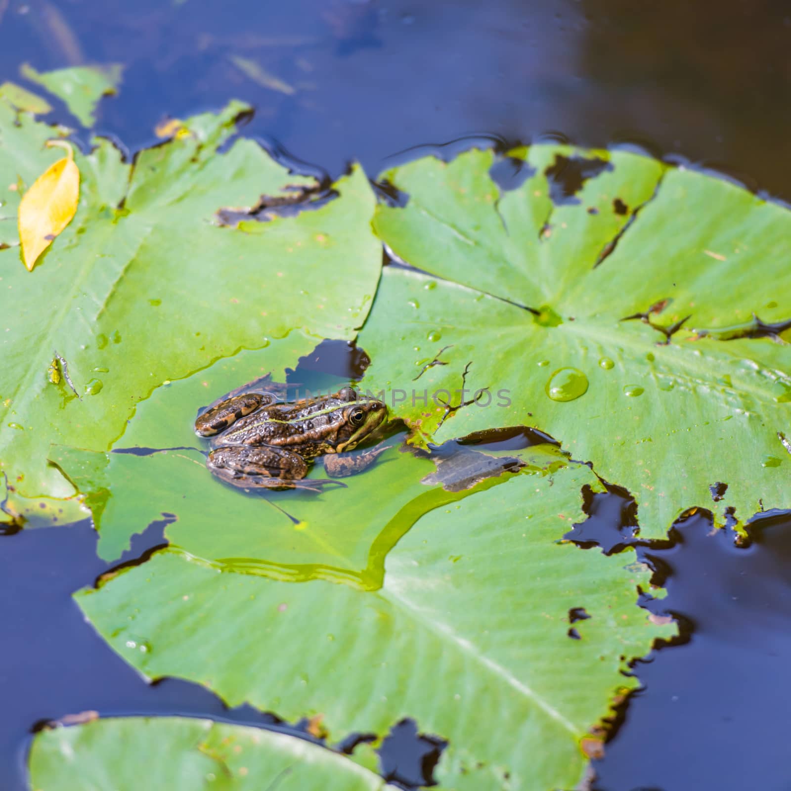 Frog sitting on leaf by vapi