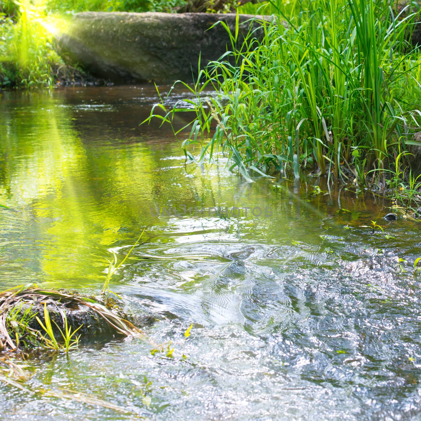 Stream in the tropical forest. Environment sunny landscape