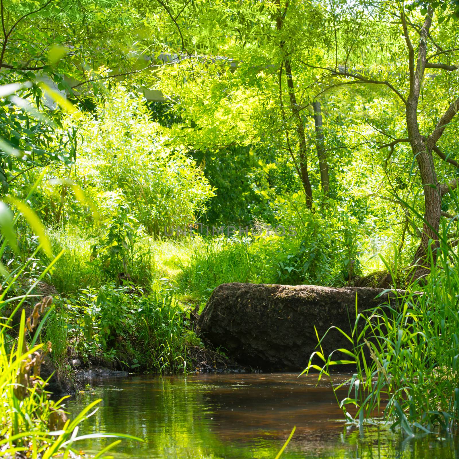 Stream in the tropical forest by vapi