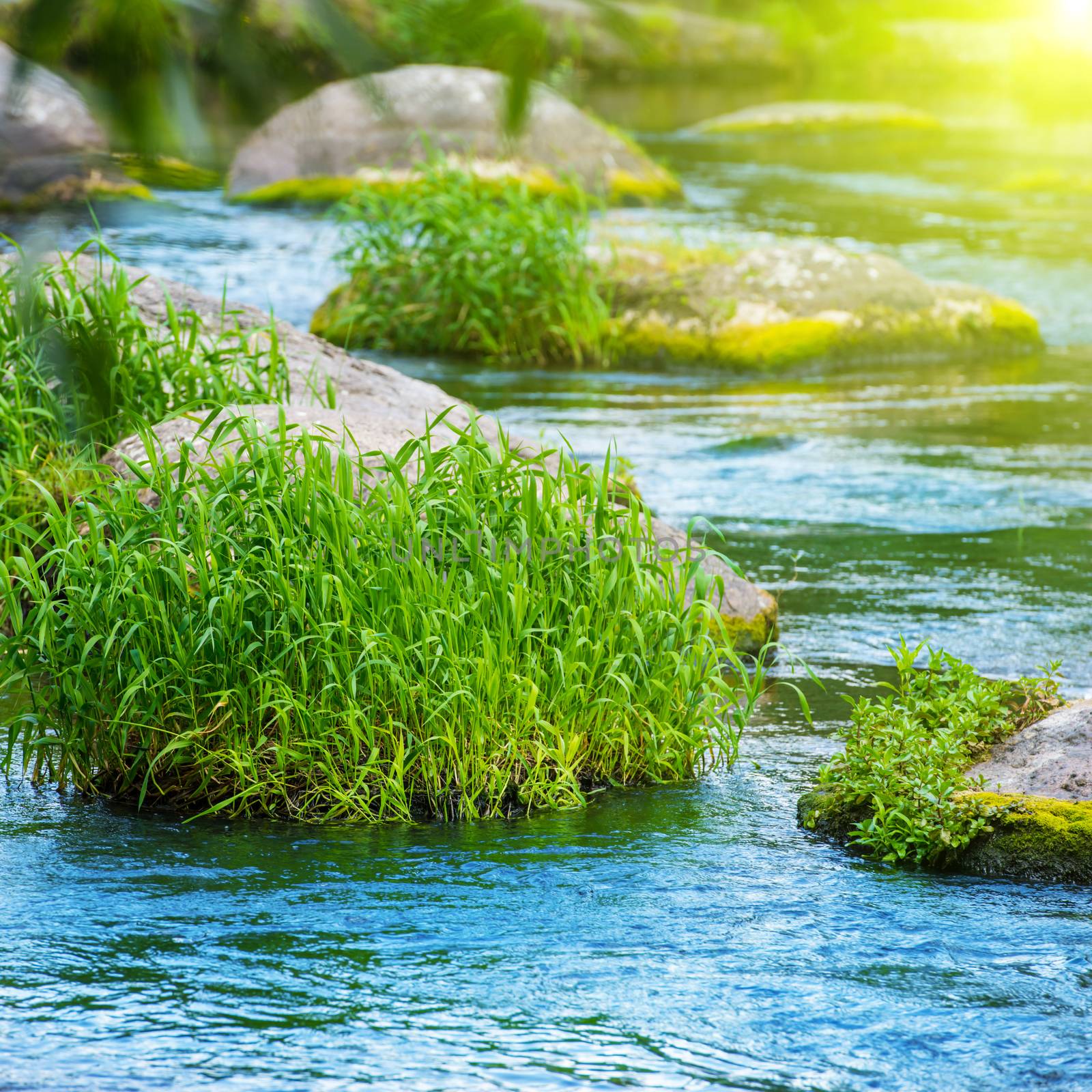 Stream in the tropical forest by vapi