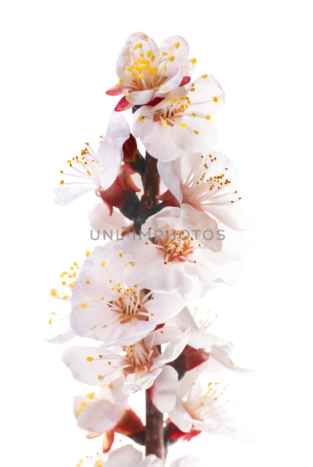 Almond white flowers by vapi