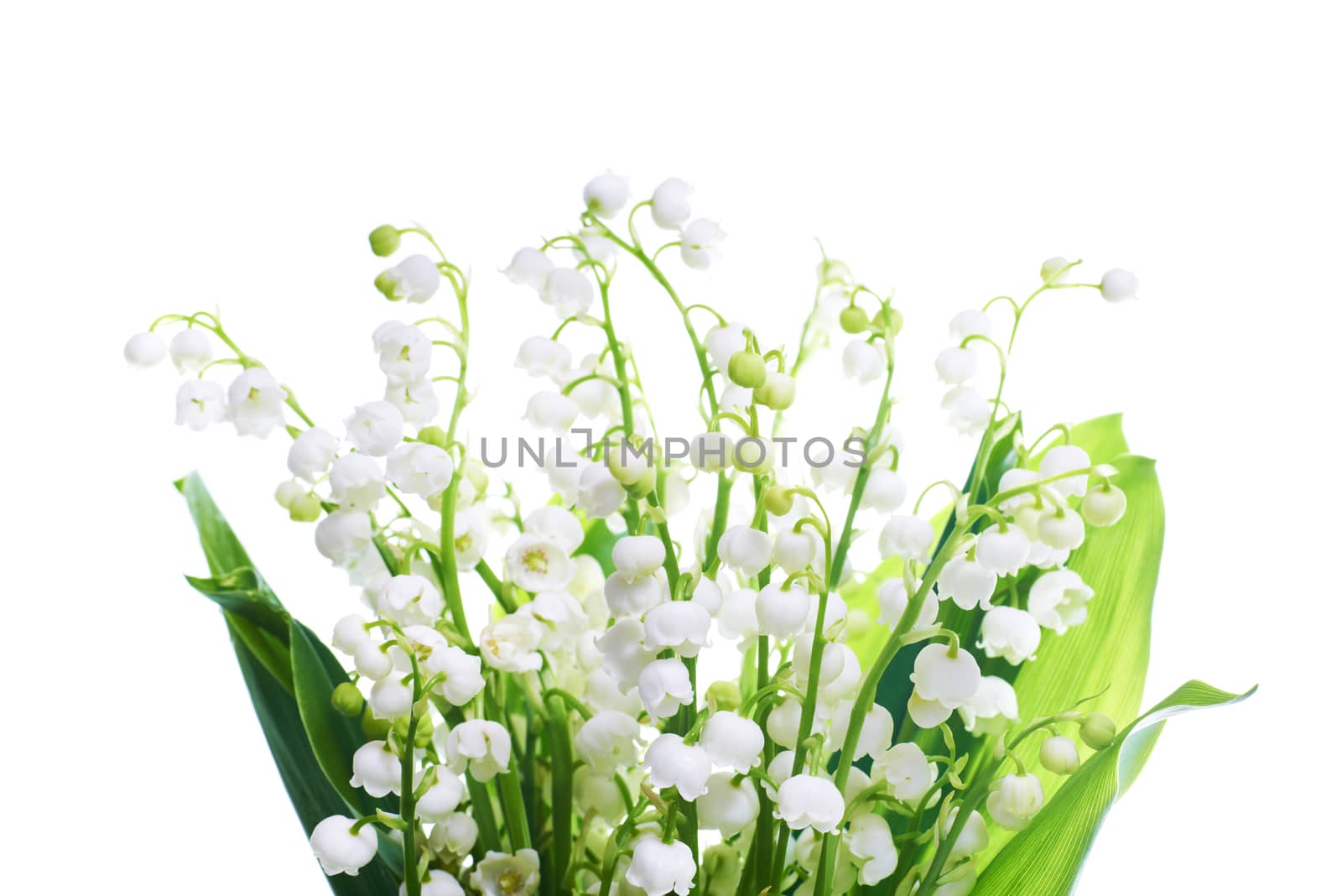 White flowers lilies of the valley isolated on white background