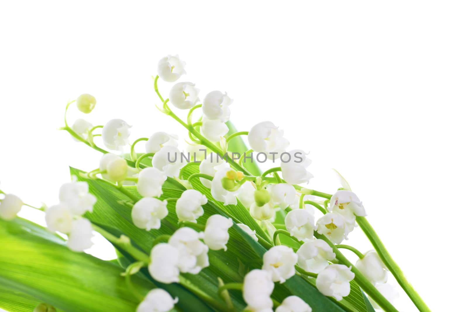 White flowers lilies of the valley isolated on white background