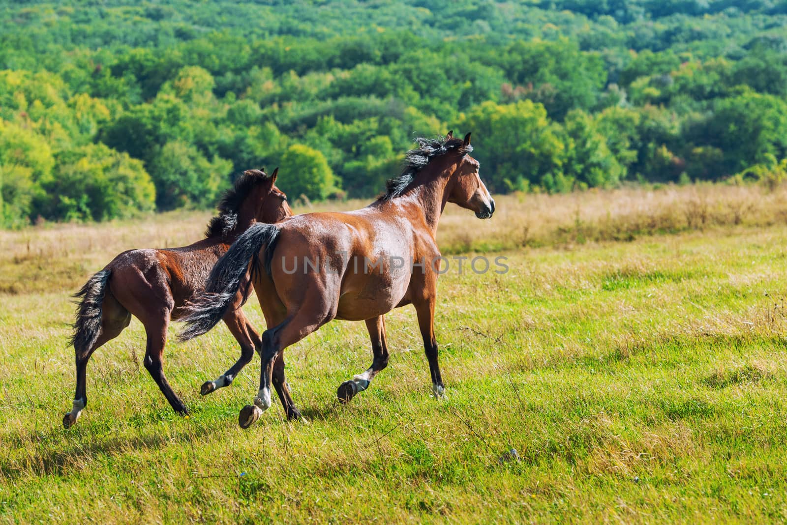 Running dark bay horses in a meadow with green grass