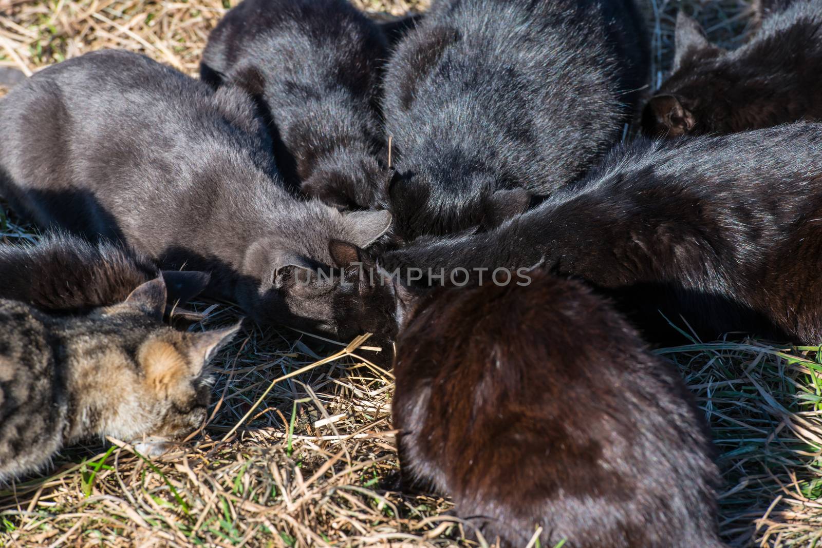 Group of black cats eating on the ground with green grass