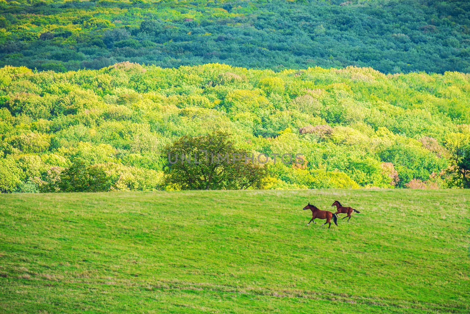 Two horses on green meadow and blue sky with clouds