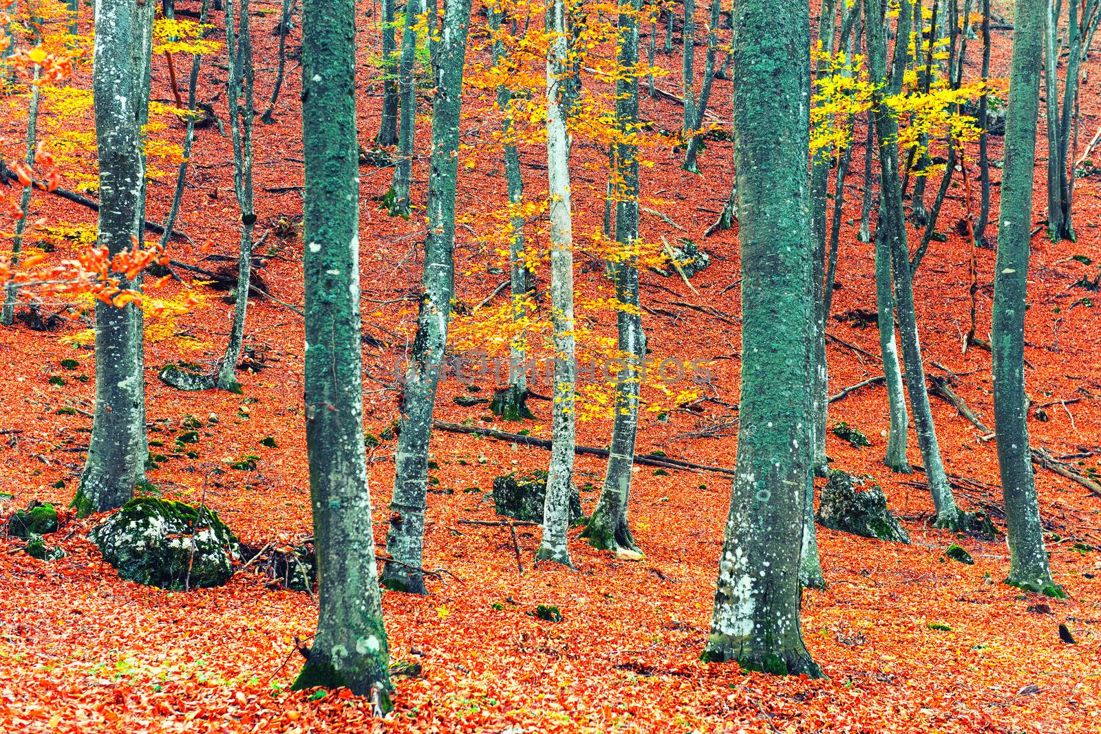 Beautiful autumn forest in the park with yellow and red trees