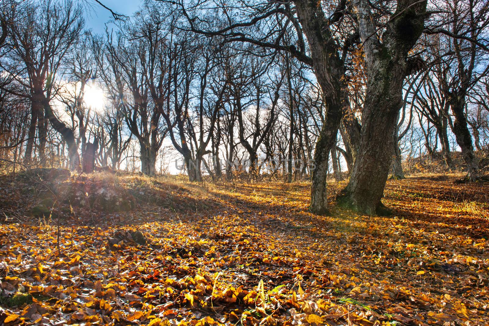 Morning in the autumn forest with big oak trees