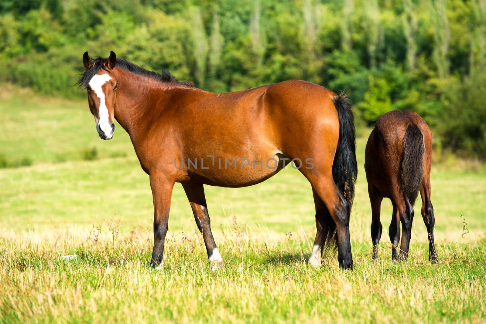 Dark bay horses in a meadow with green grass. Nature landscape