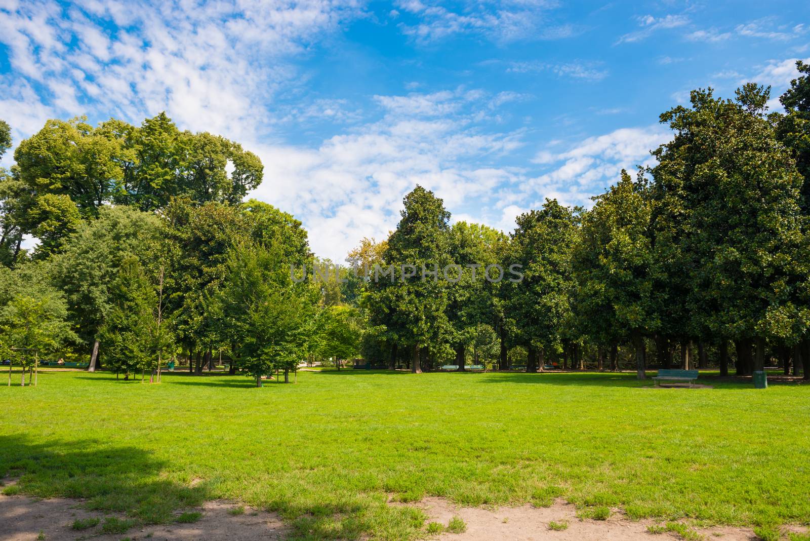 Green lawn with trees in park under sunny light