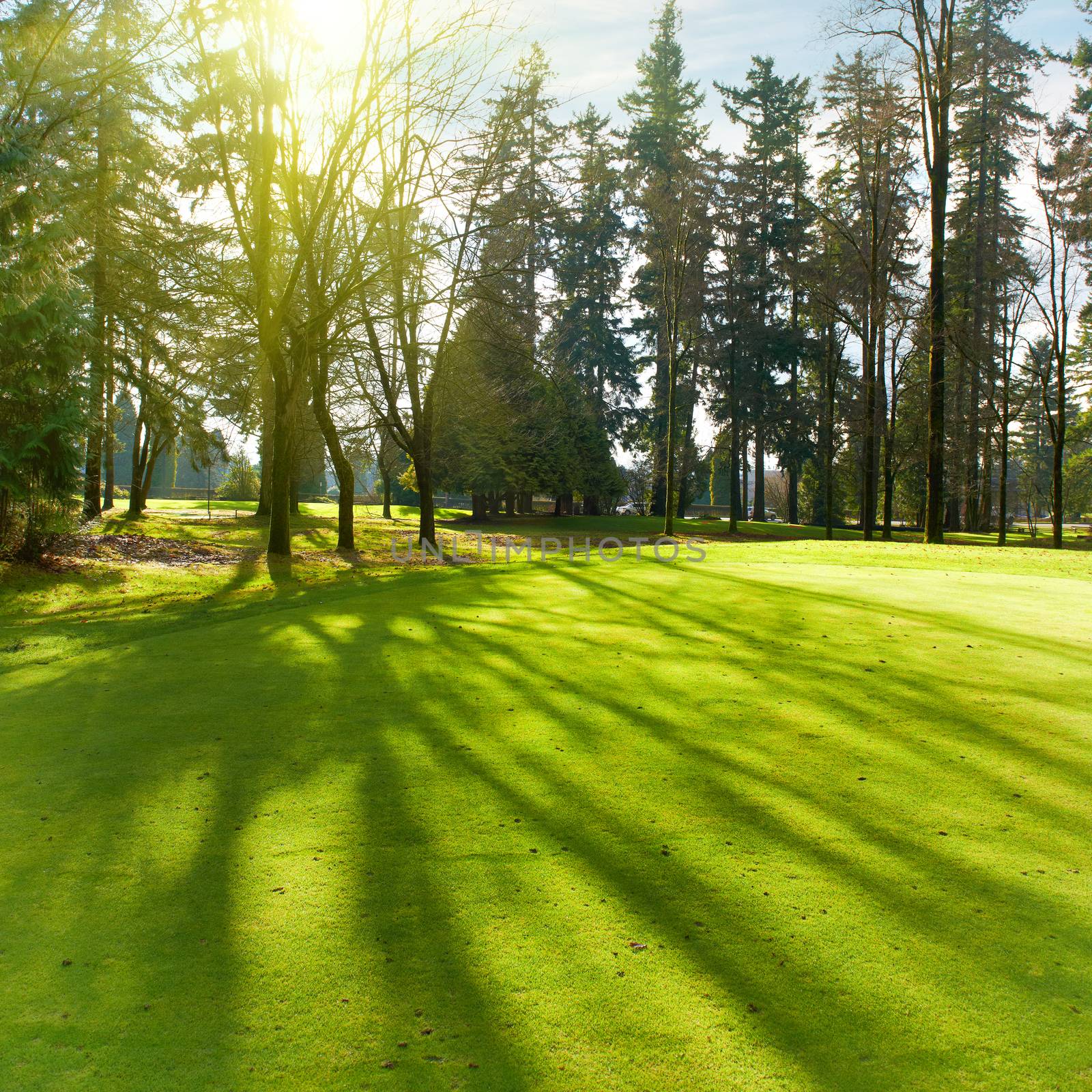 Green lawn with trees in park under sunny light