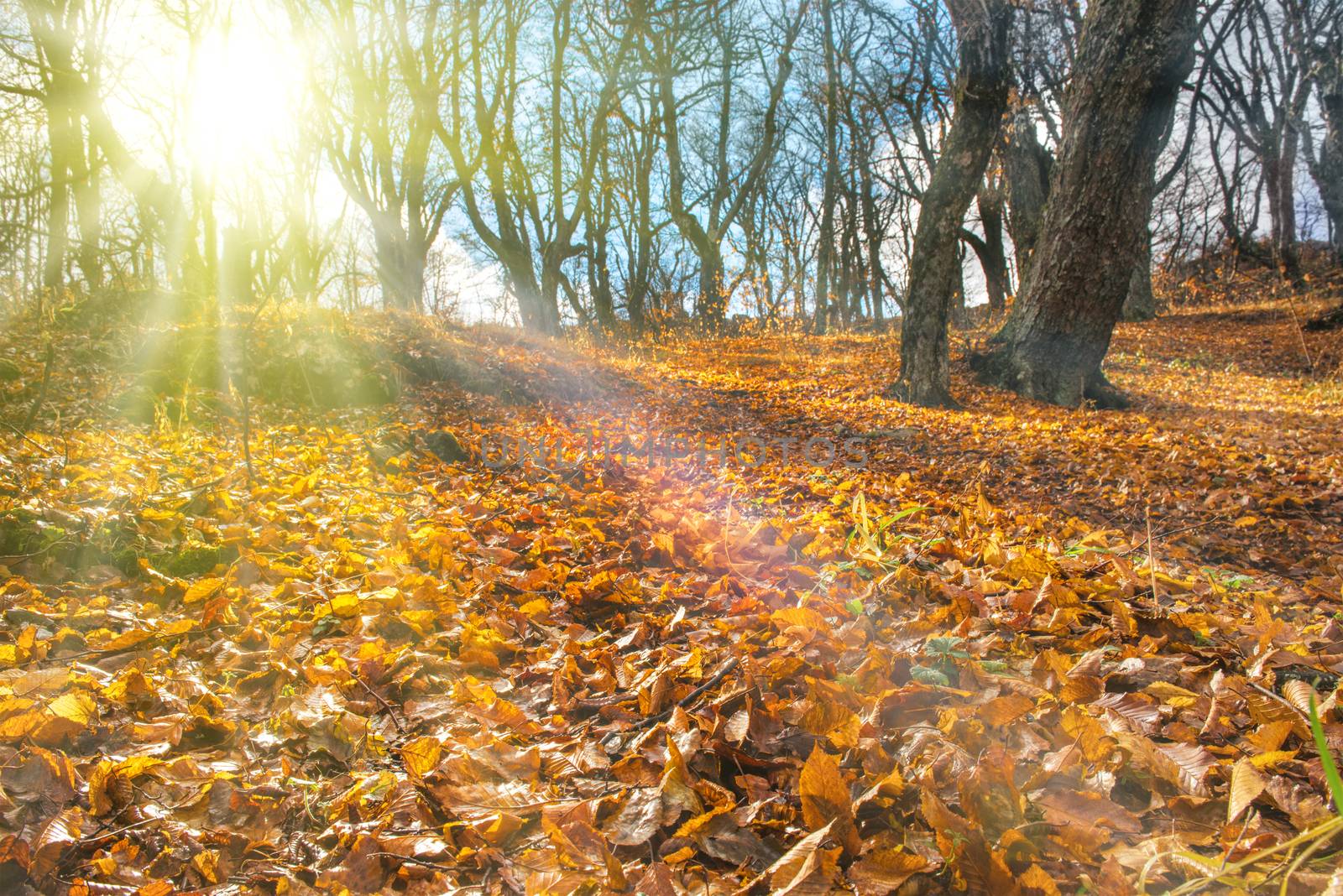 Morning in the autumn forest with big oak trees