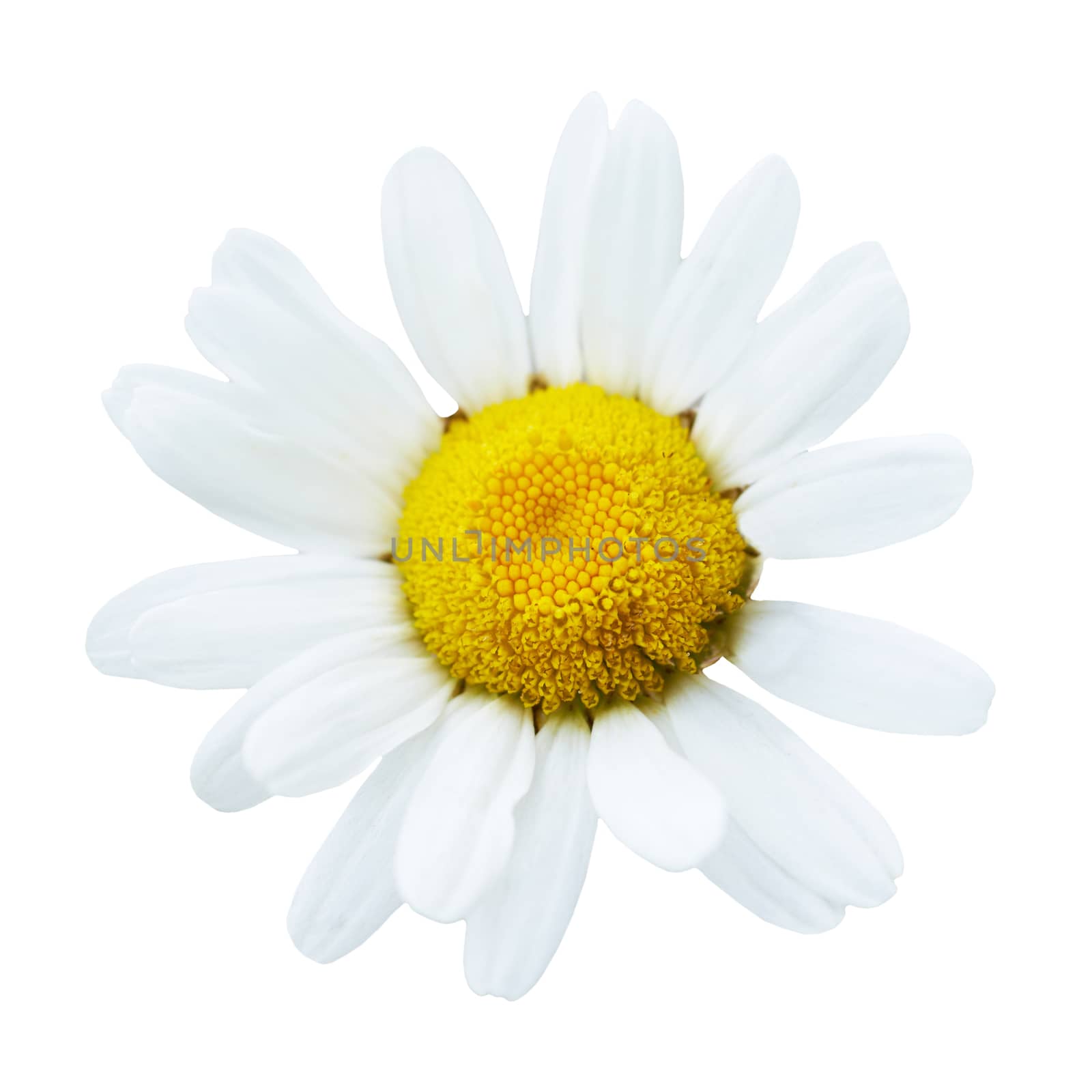 Beautiful flower daisy by vapi