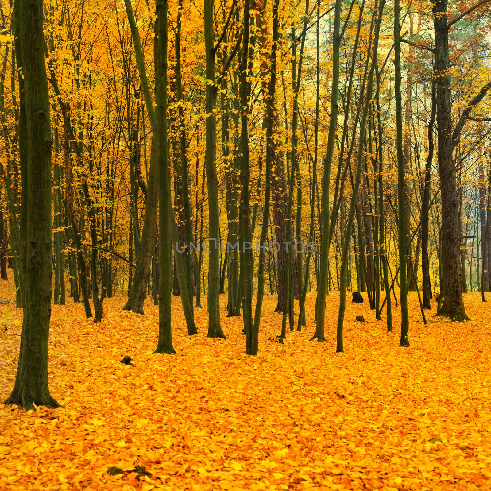 Beautiful fallen park in the forest with yellow and red trees