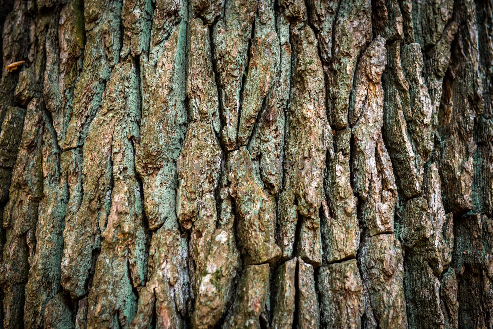Dark brown oak bark can be used for background and texture