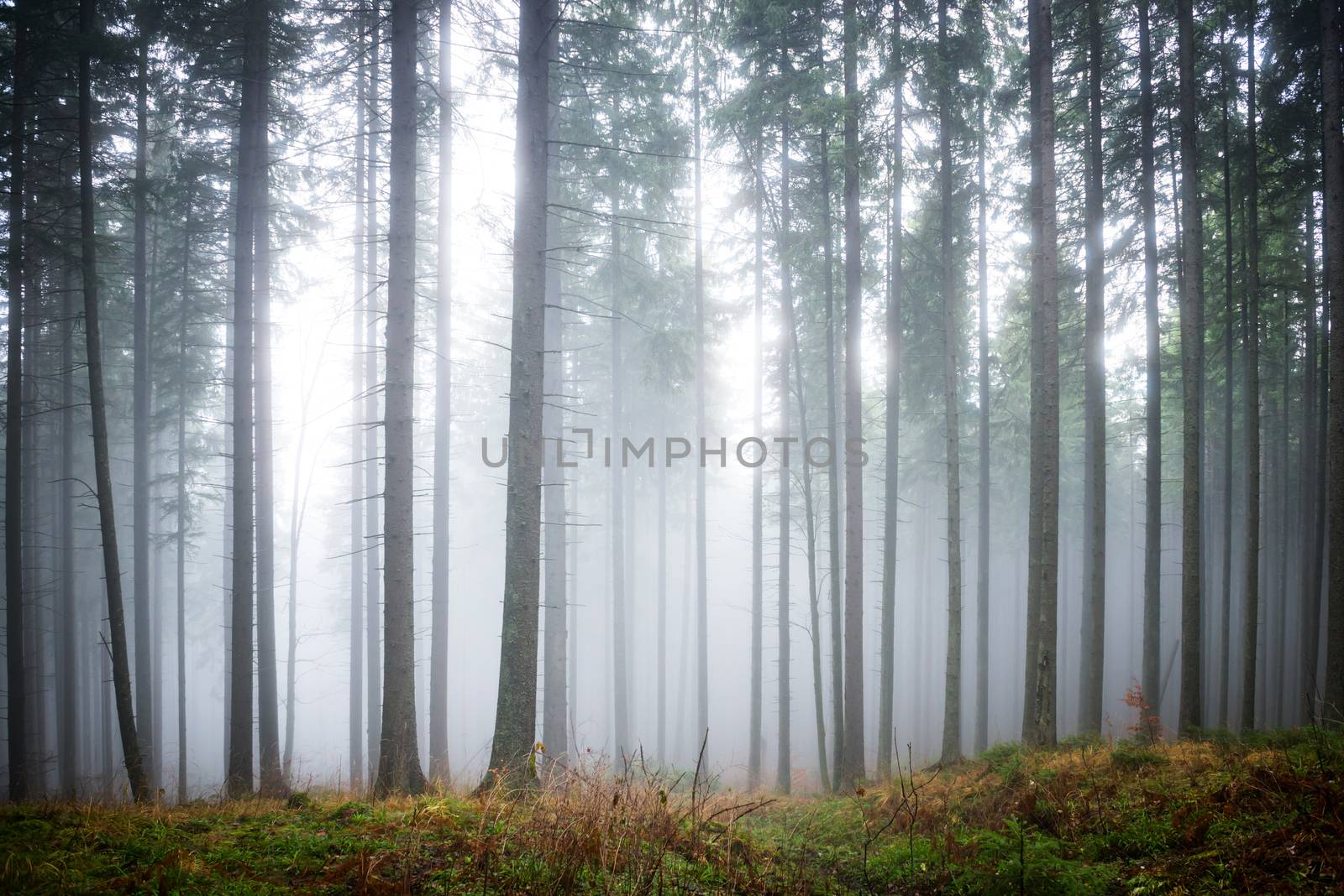 Mysterious fog in the green forest with pine trees