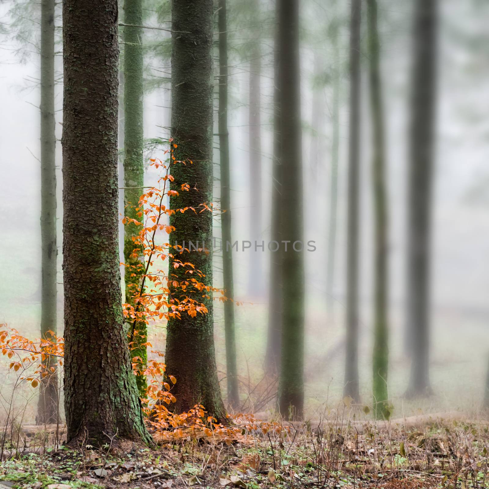 Mysterious fog in the green forest with pine trees. Orange leaves in a front.