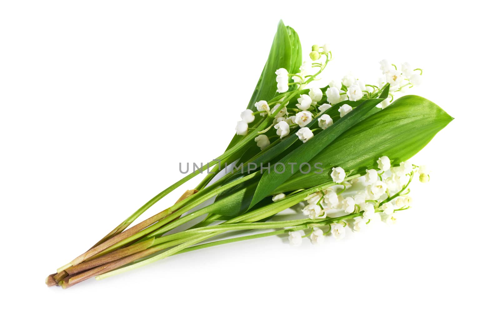 White flowers lilies of the valley isolated on white background