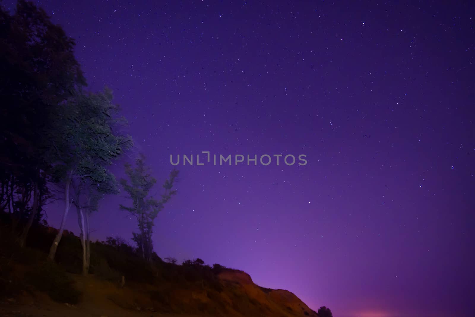 Big green trees in a forest under blue dark sky with many bright stars.