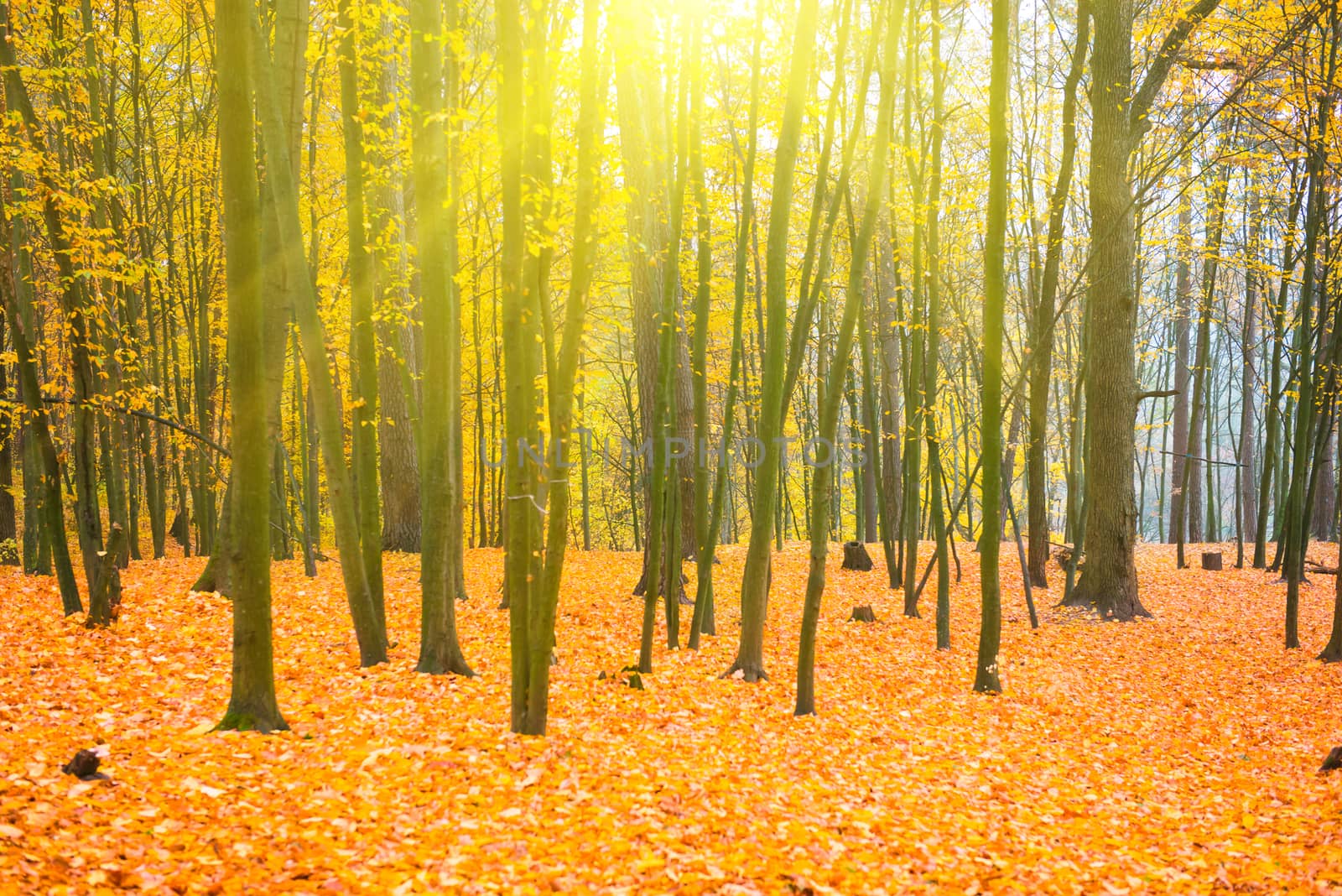 Beautiful fallen park in the sunny forest with yellow and red trees