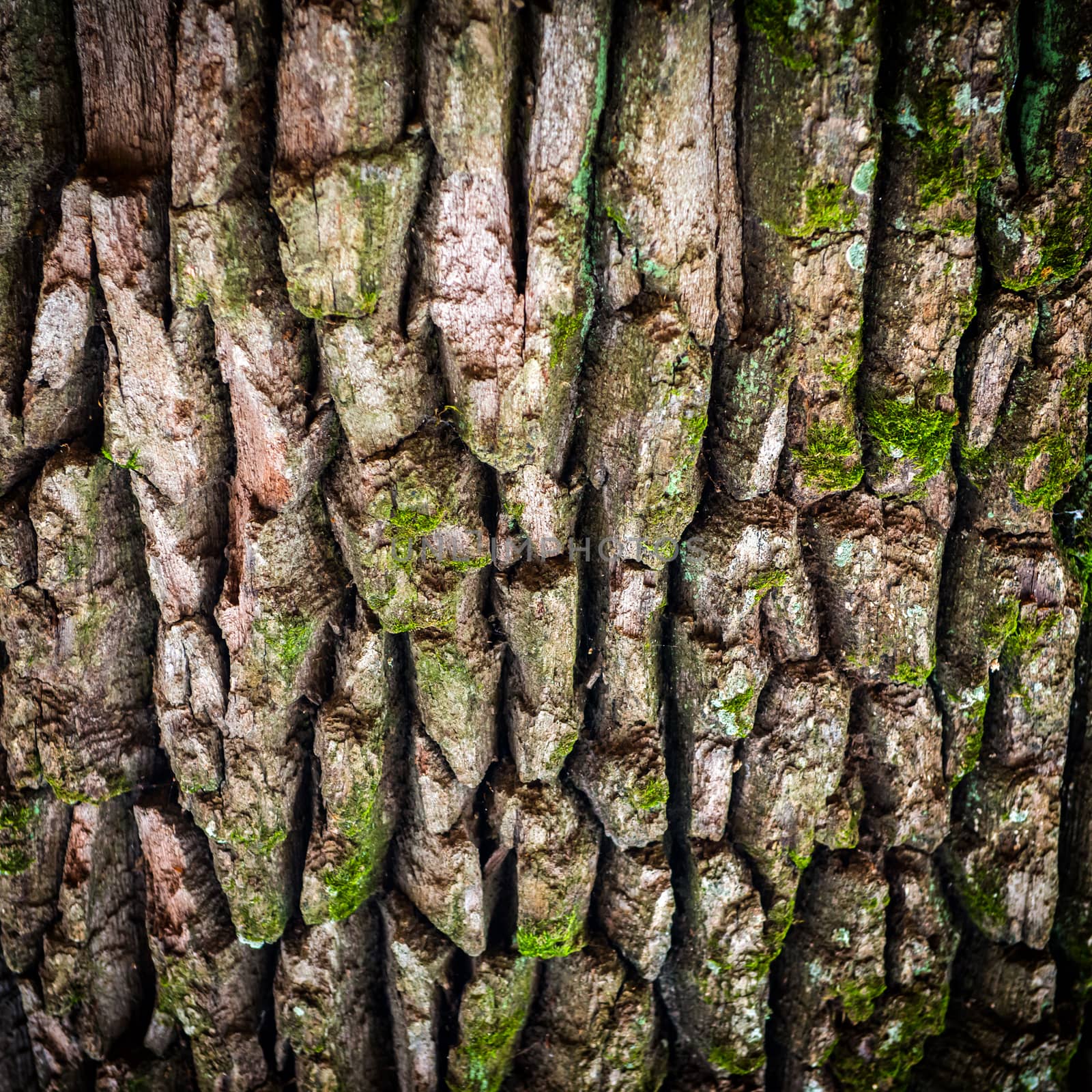 Brown oak bark by vapi