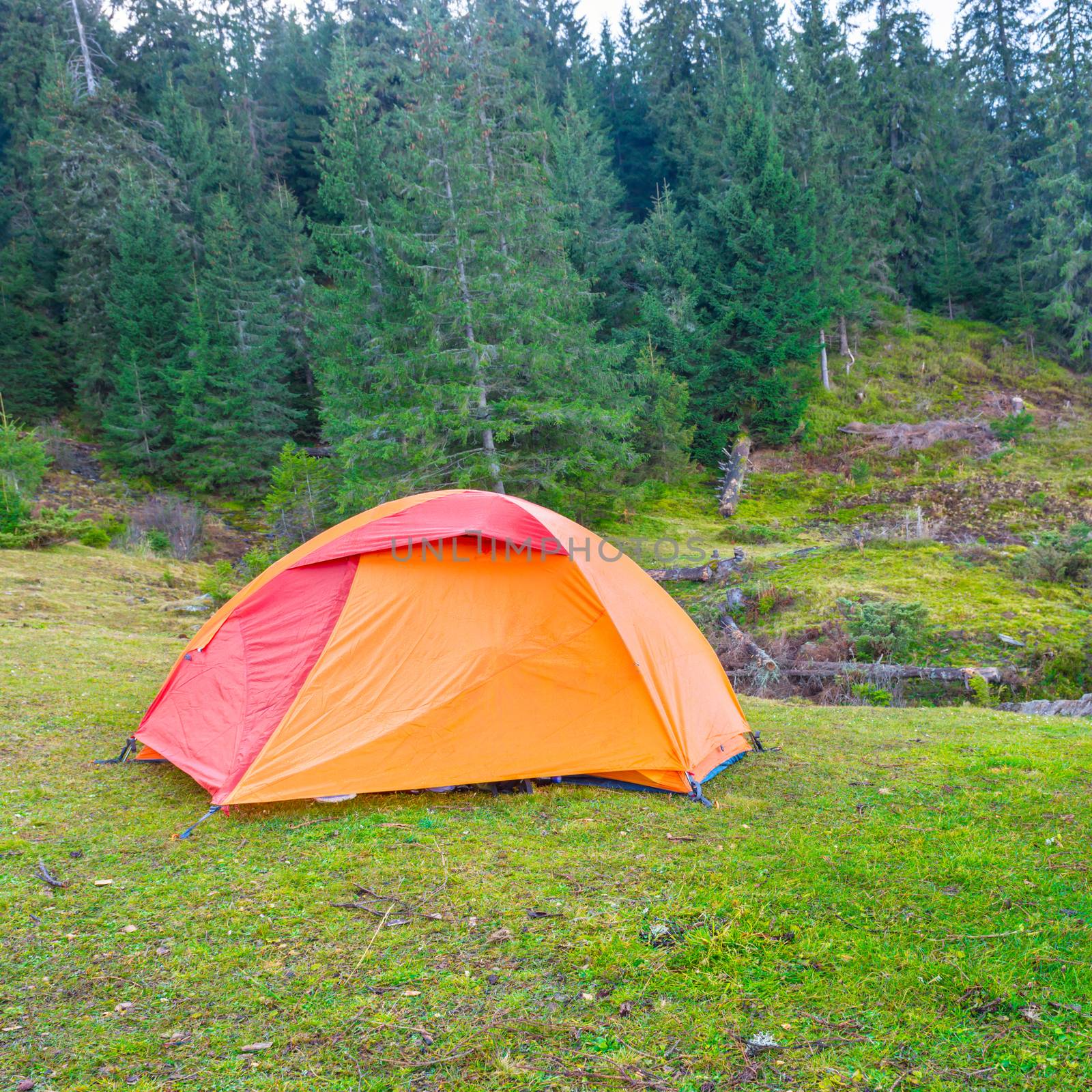Orange camping tent in a green forest.