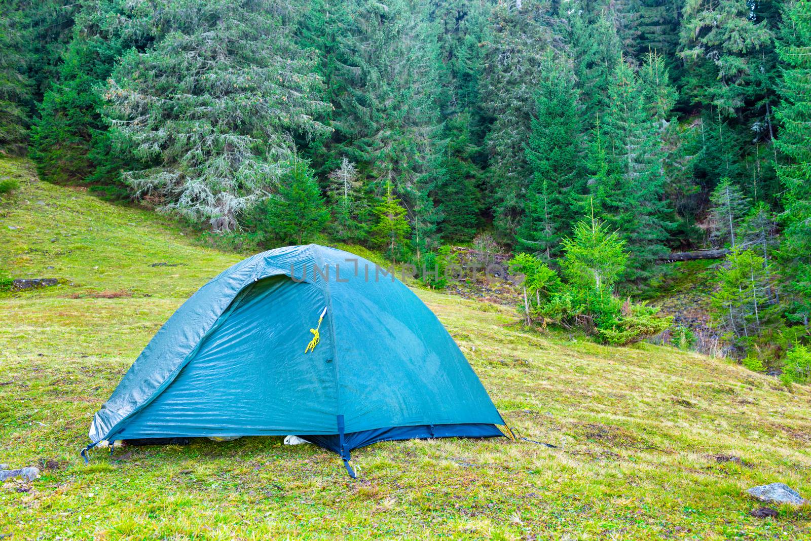 Blue camping tent in a green forest with pine trees