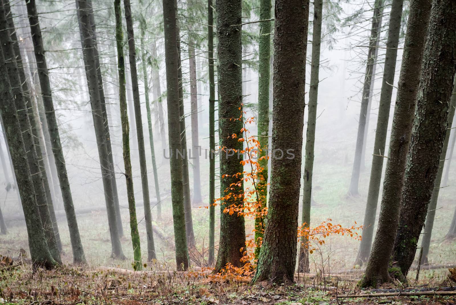 Mysterious fog in the green forest with pine trees. Orange leaves in a front.