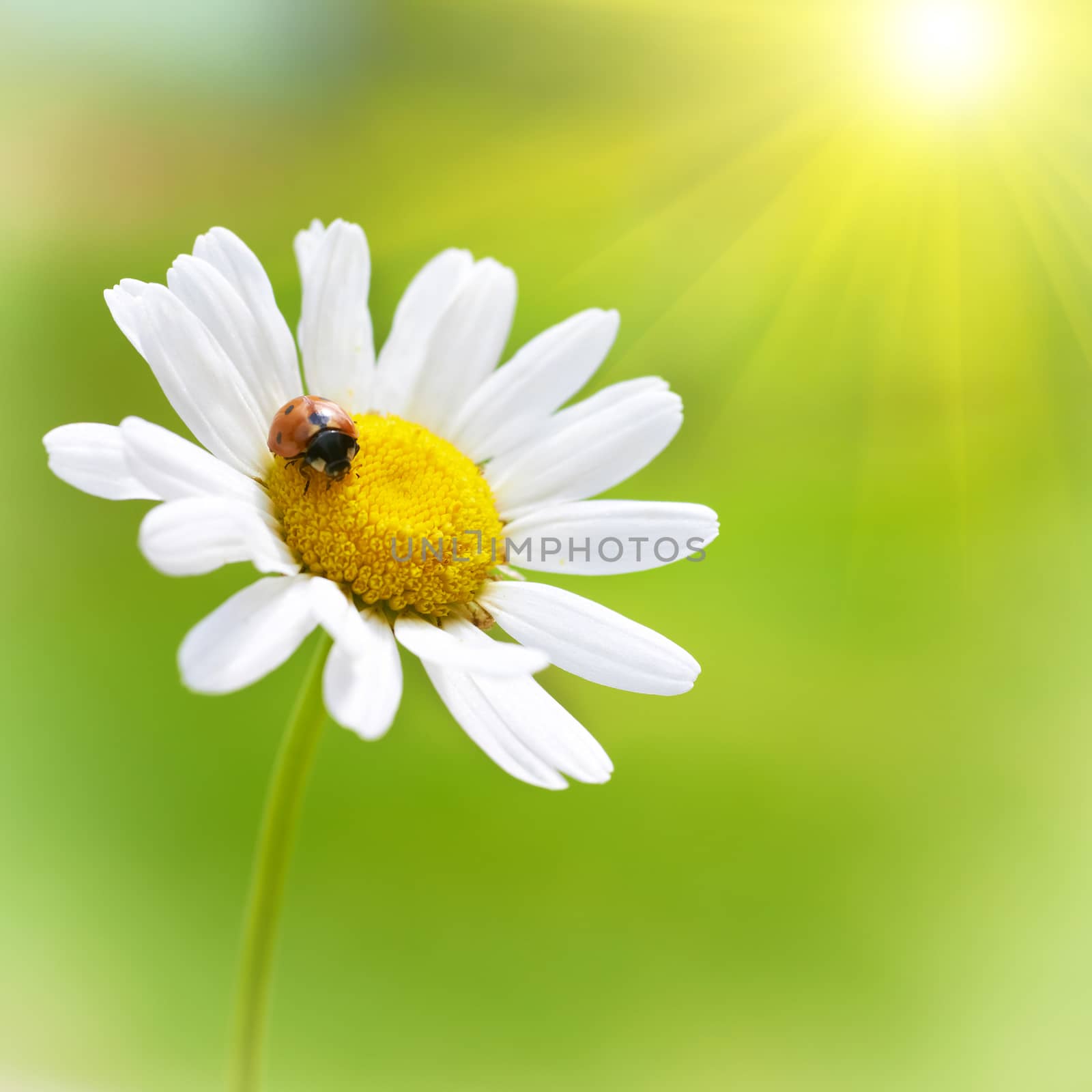 White flower daisy- camomile and red ladybug on green background with bright sun