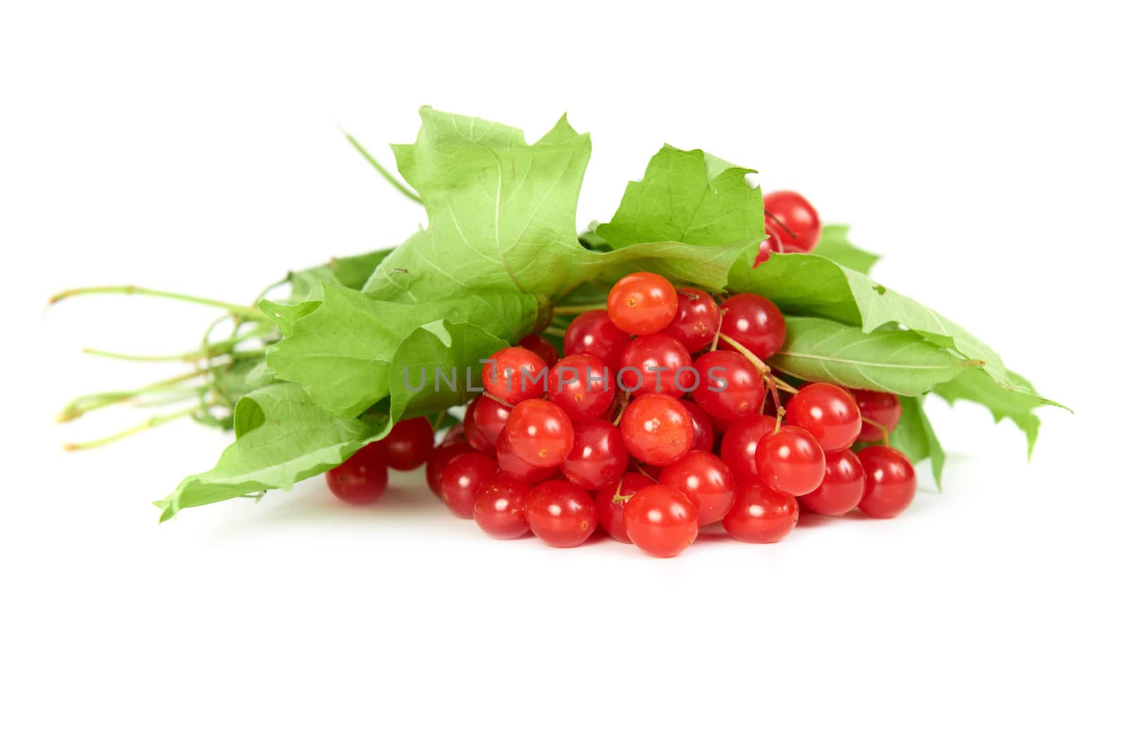 Bunch of red berries- guelder rose (Viburnum opulus) with green leaves isolated on white background