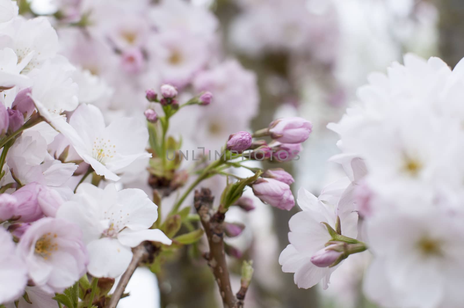 spring blossom apple tree by CatherineL-Prod