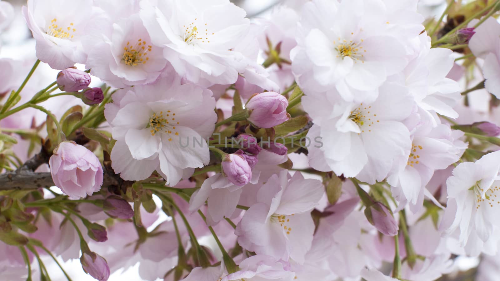 Spring apple tree flower close up white pink
