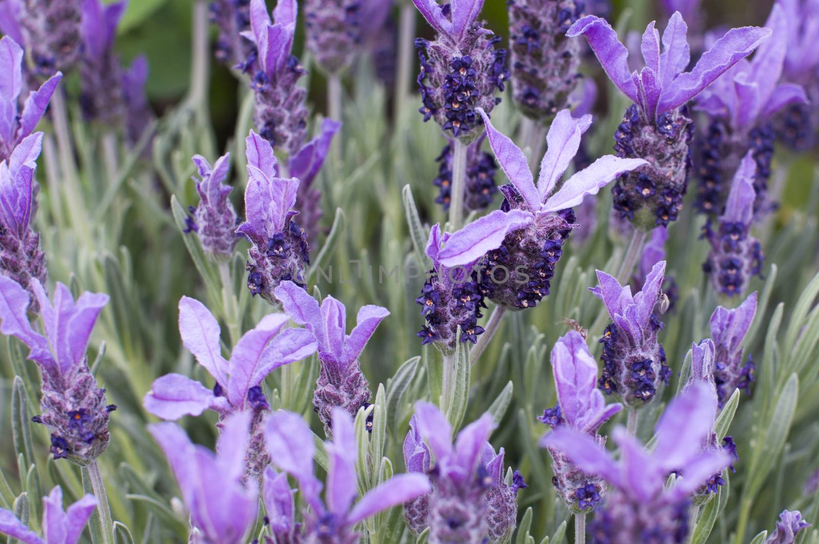 Lavender flower close up aromatherapy botanic fragrance