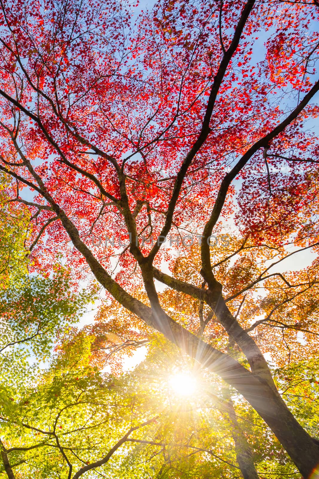 The warm autumn sun shining through colorful treetops, with beautiful bright blue sky. Vertical composition.