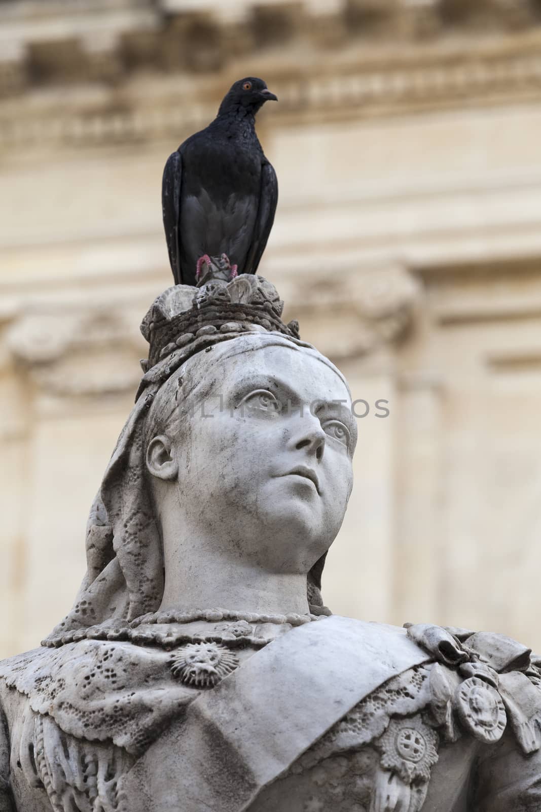 sculpture of Queen Victoria with pigeon in front of the building of library on Republic Square in capital of Malta -Valletta, Europe
 