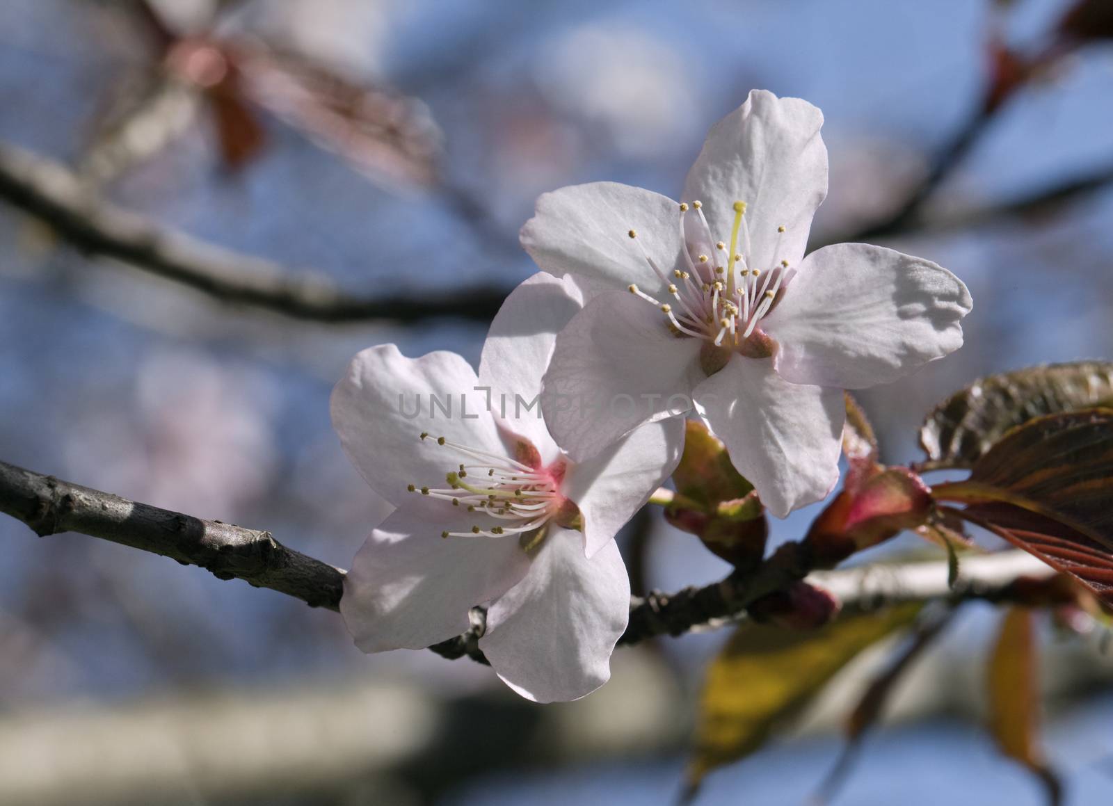 Sakura branch with flowers against blue sky