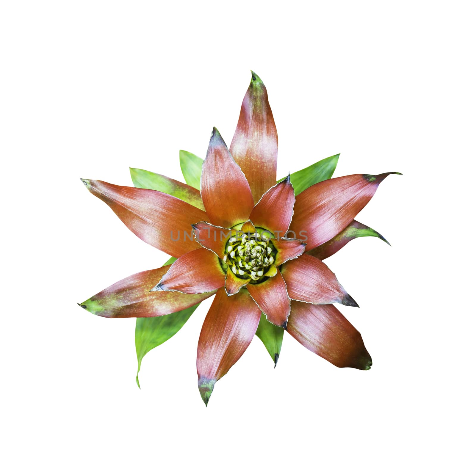 Beautiful  Bromeliad flower isolated on white with clipping path