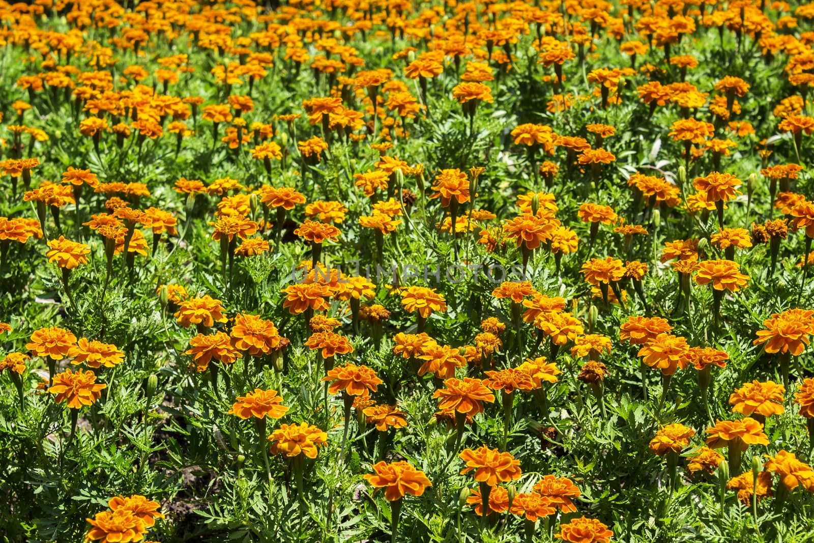 Closeup beautiful orange flowers with green leaf