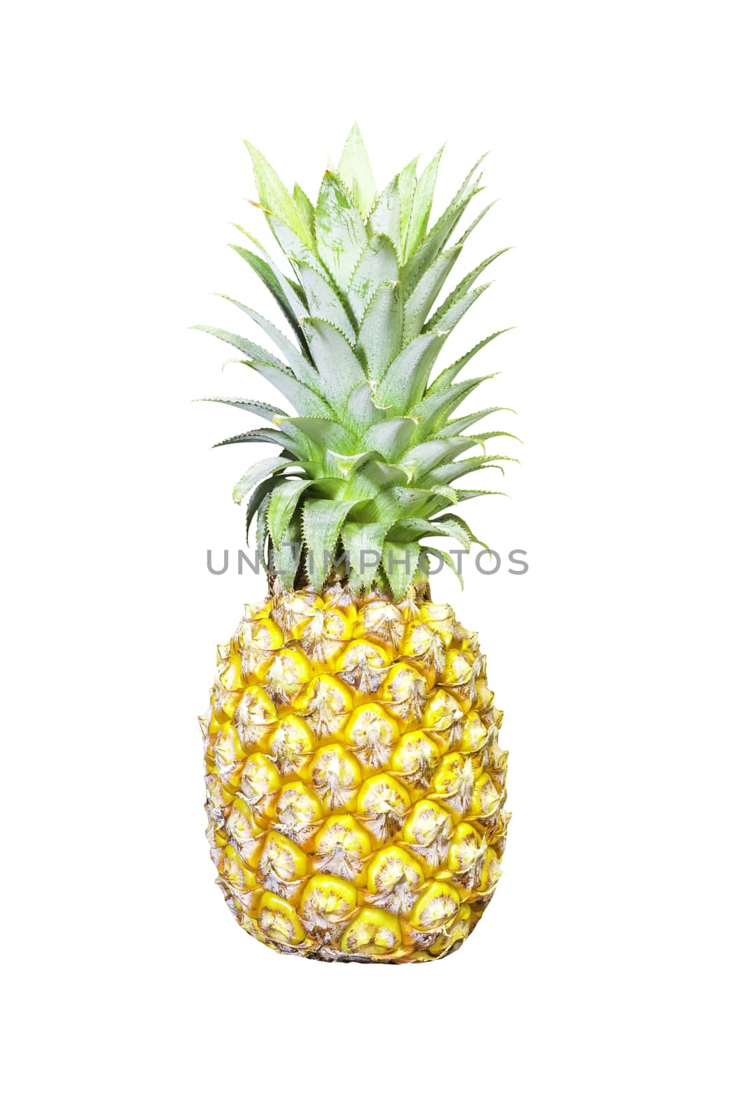 Single pineapple fruit isolated on white background