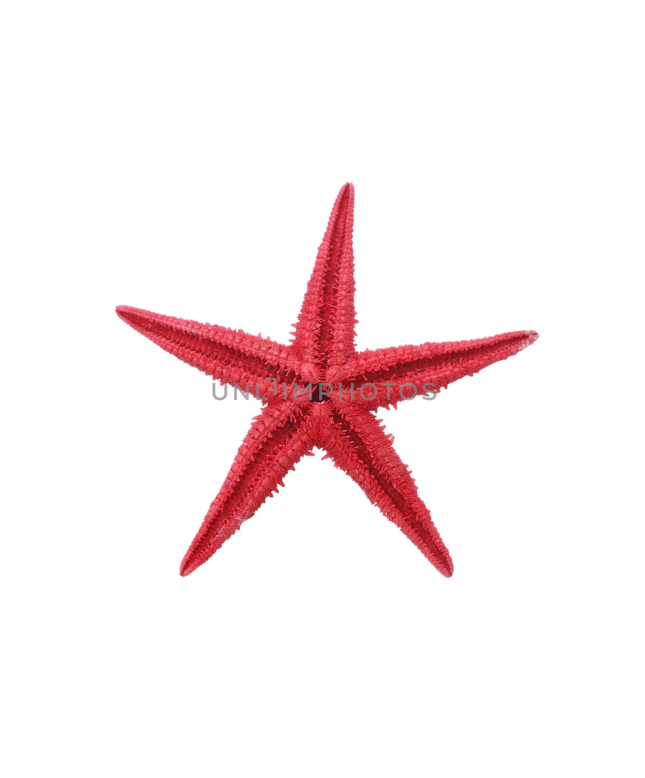 Starfish On White by kvkirillov