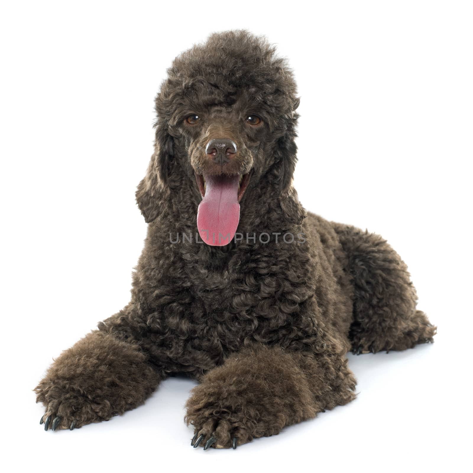 female brown poodle in front of white background