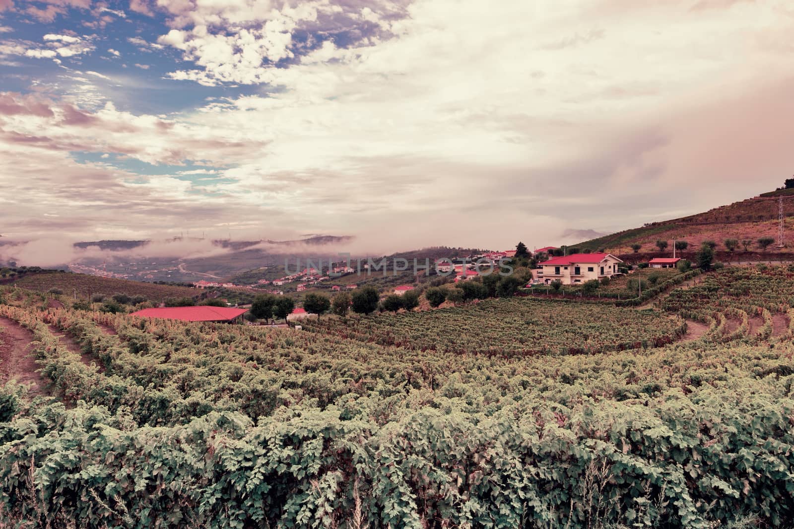 Extensive Vineyards on the Hills of Portugal, Vintage Style Toned Picture