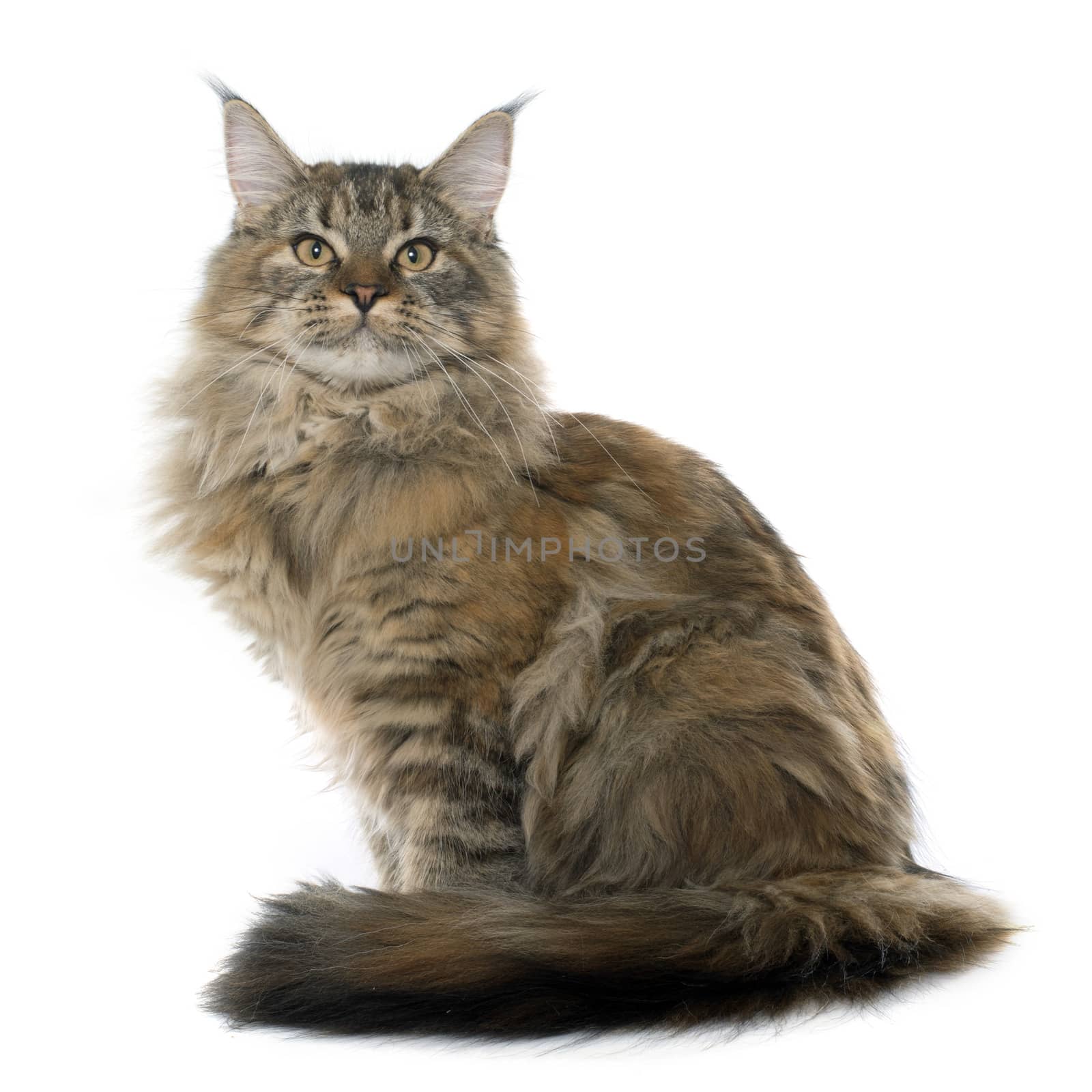 maine coon cat in front of white background