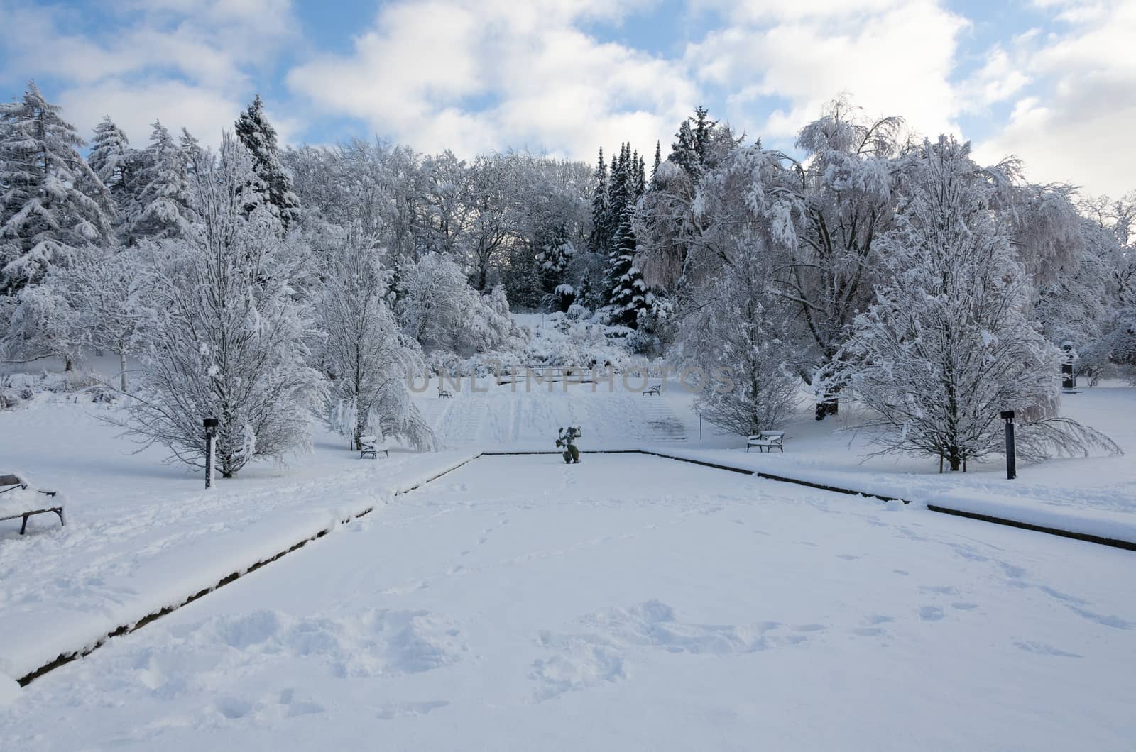 winter in sweden with snow on the tree and blue sky