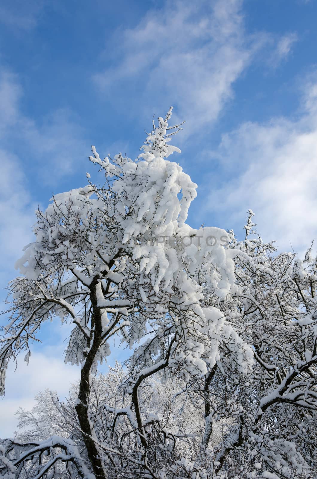 winter in sweden with snow on the tree and blue sky