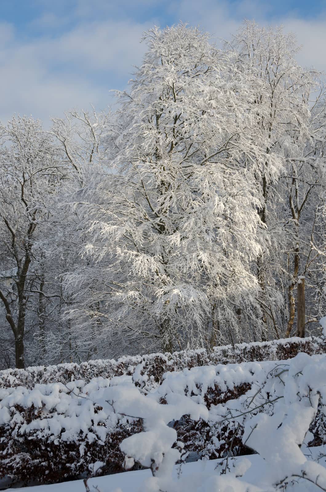 winter in sweden with snow on the tree by Balltorp