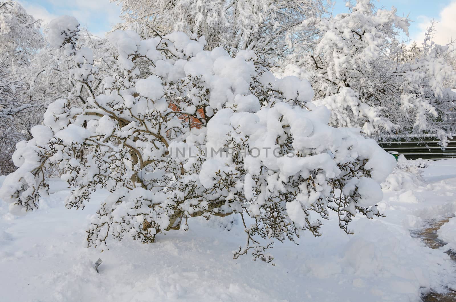 winter in sweden with snow on the tree and blue sky